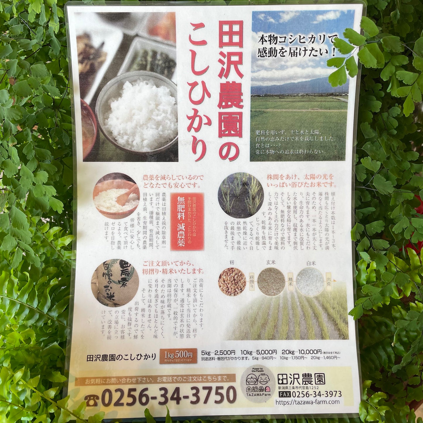 無肥料こしひかり5キロ(送料込み)