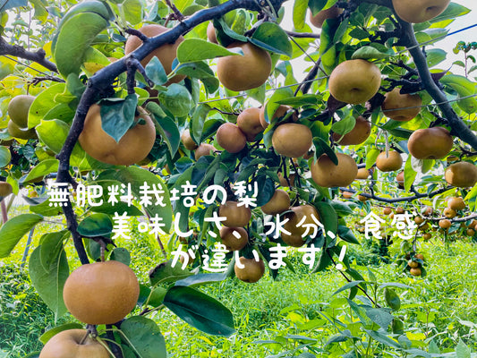 訳あり新高梨5キロ箱(送料無料)